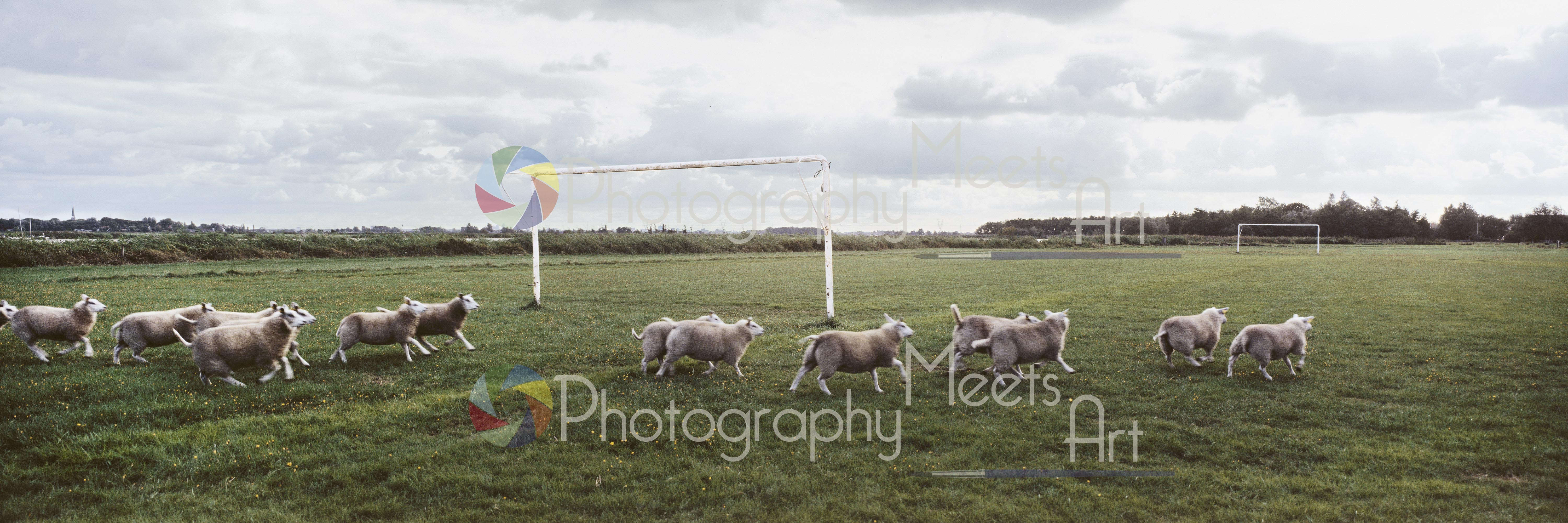 Schapen op voetbalveld